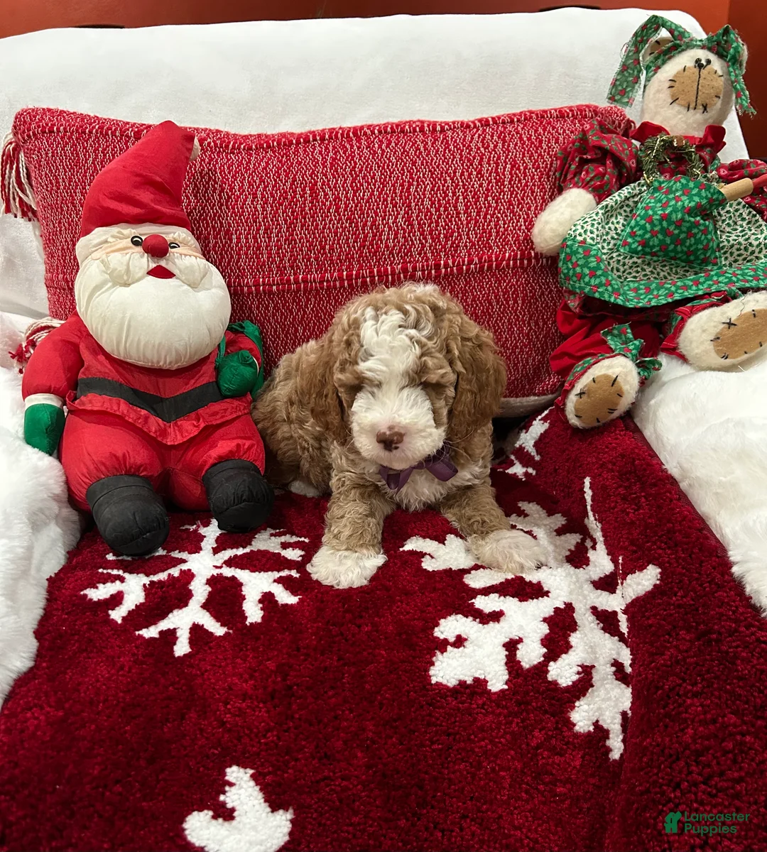Mini Goldendoodle dogs for sale: Petite Tuxedo Mini Goldendoodle Charlie - Ad 2
