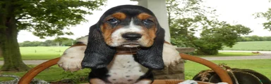 Basset Hound 9 Charm