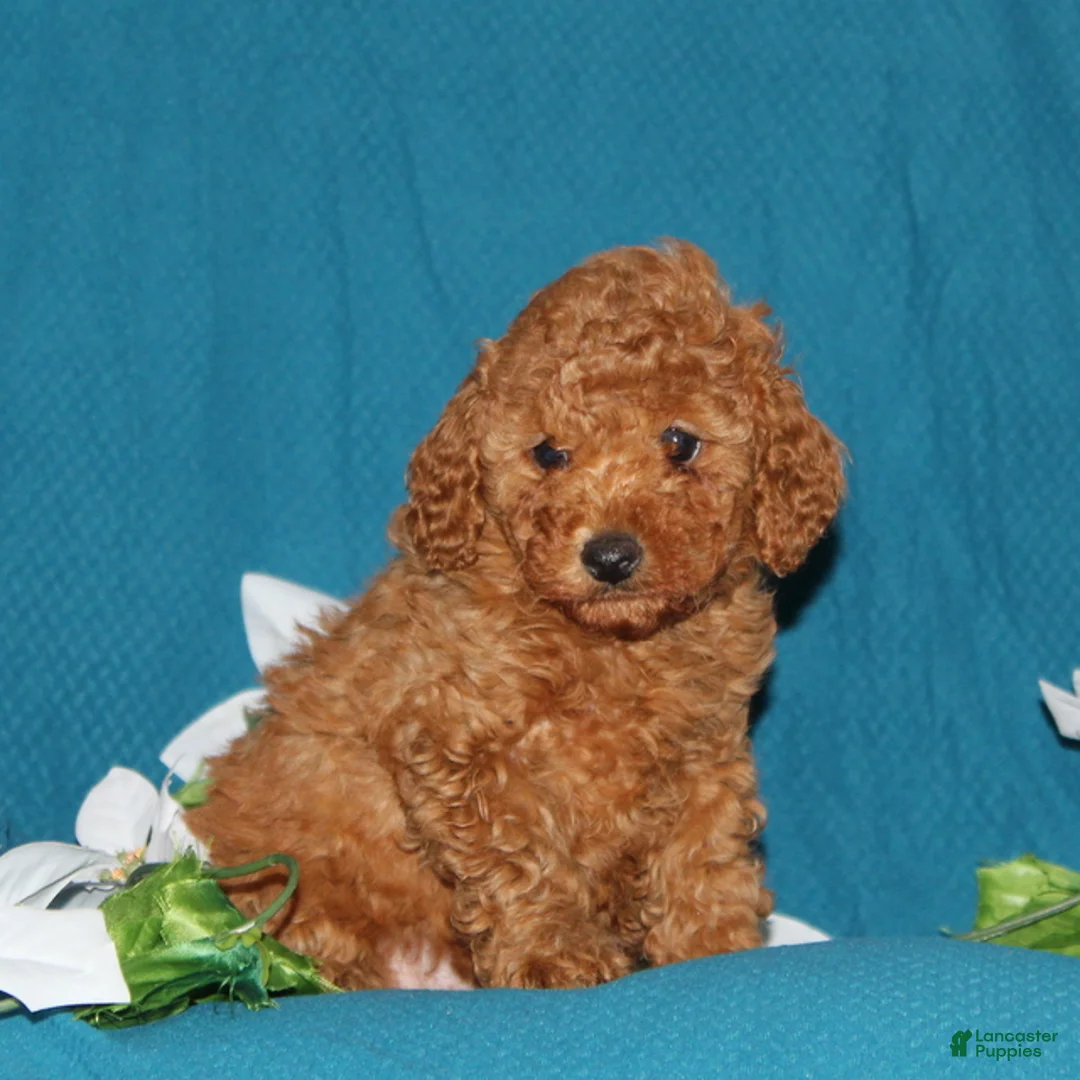 Mini Goldendoodle dogs for sale: Tasha  - Ad 2