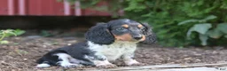 Miniature Dachshund dogs for sale: Buster  - Ad 7