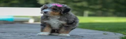 Mini Bernedoodle dogs for sale: 🐾 Primrose 🐾 - Ad 12