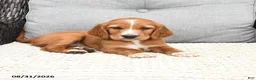Mixed Breed dogs for sale: Nick  - Ad 4