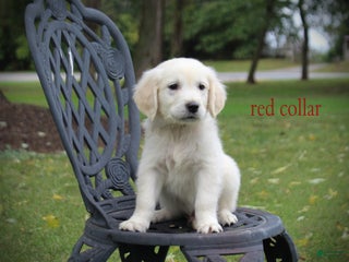 Golden Retriever dogs - Ad 35