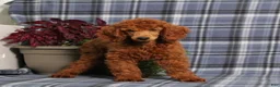 Miniature Poodle dogs for sale: CJ - Ad 1