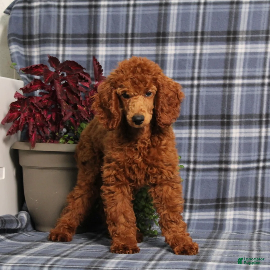 Miniature Poodle dogs for sale: CJ - Ad 1
