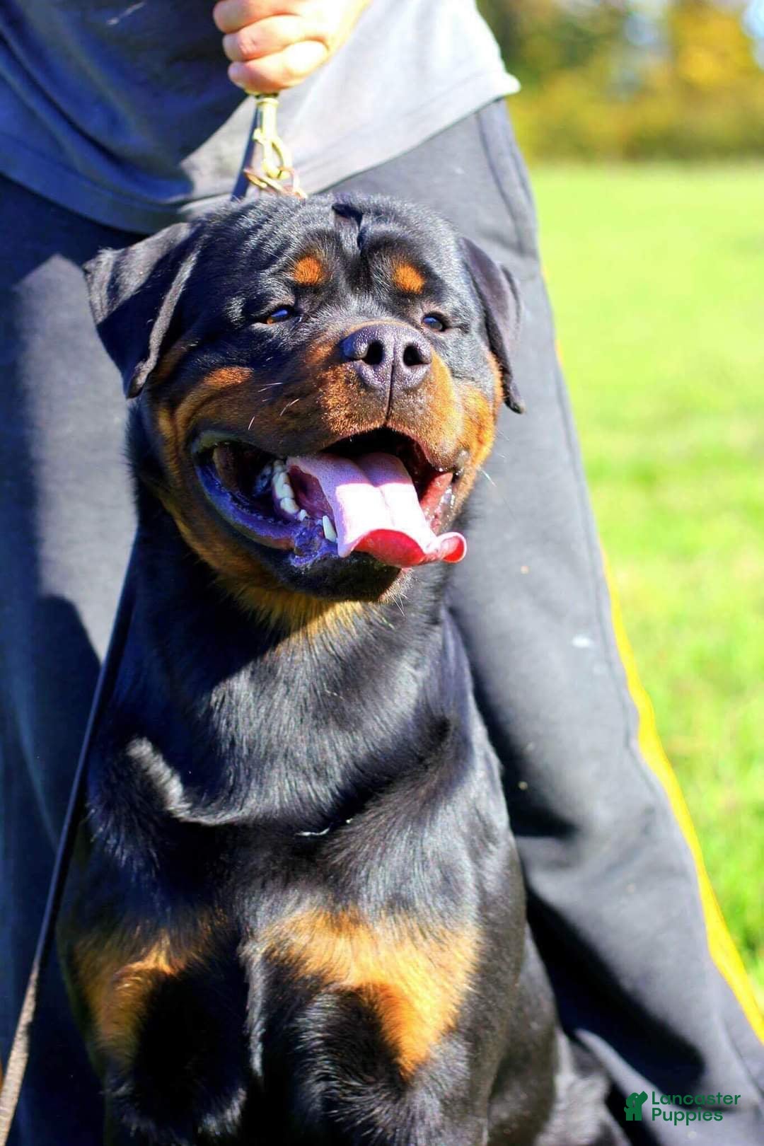 Gallery Image {{count}}