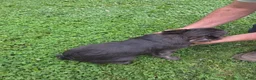 French Bulldog dogs for sale: French Bulldog Puppy 2 Gucci - Ad 2
