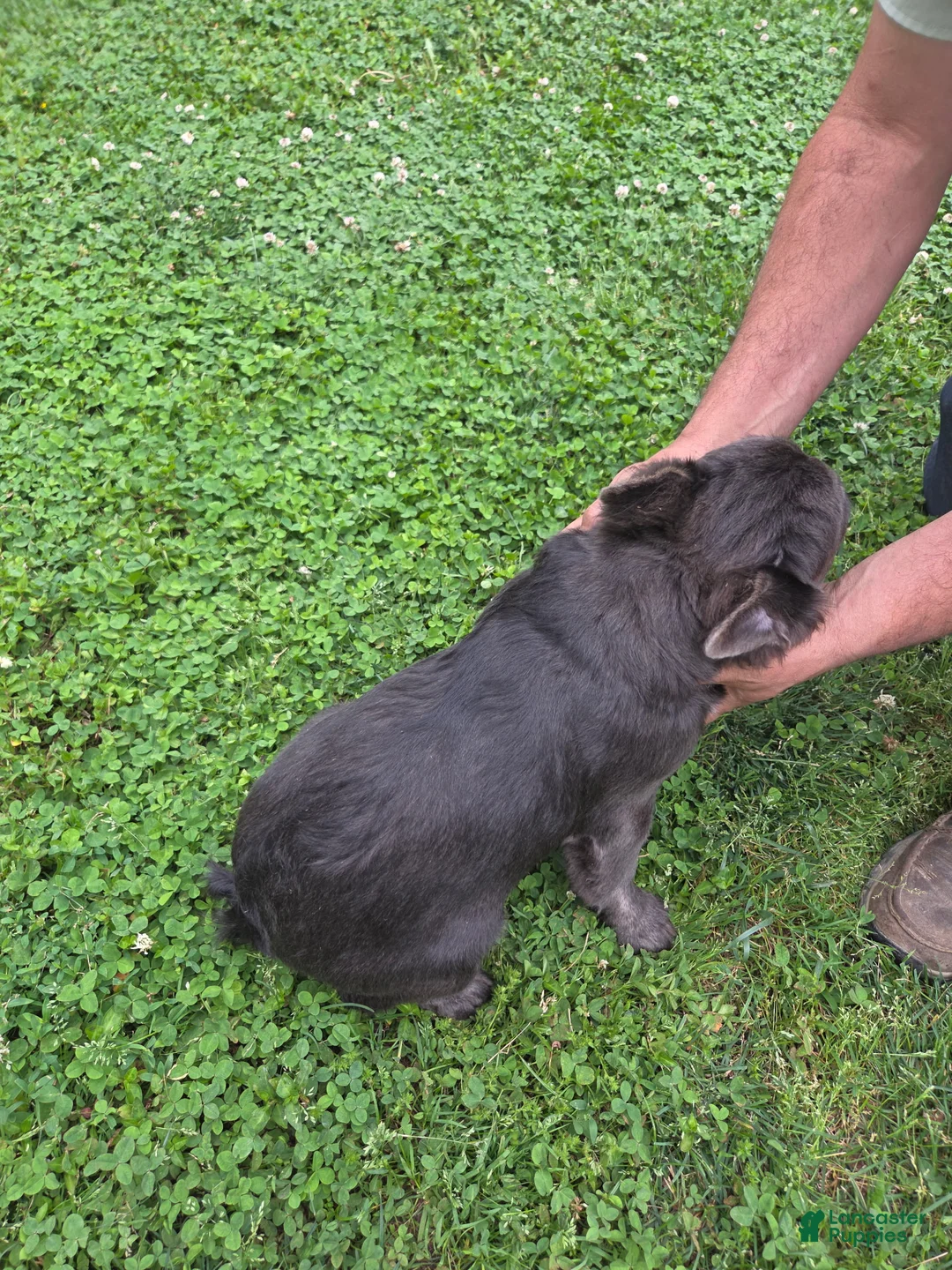 French Bulldog dogs for sale: French Bulldog Puppy 2 Gucci - Ad 2