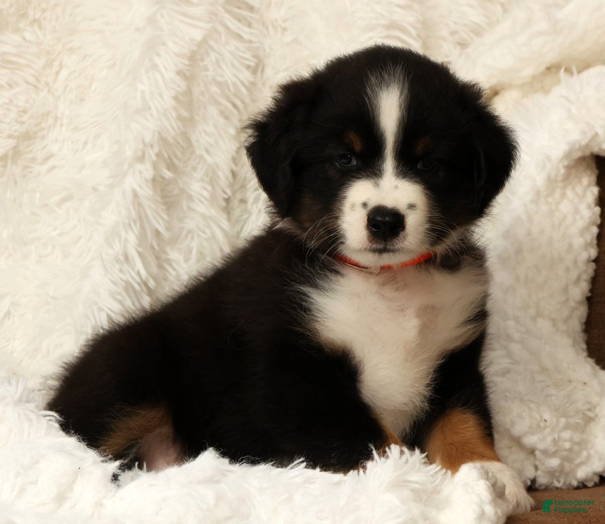 Australian Shepherd dogs Charlie - Ad 1