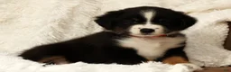 Australian Shepherd dogs for sale: Charlie - Ad 1