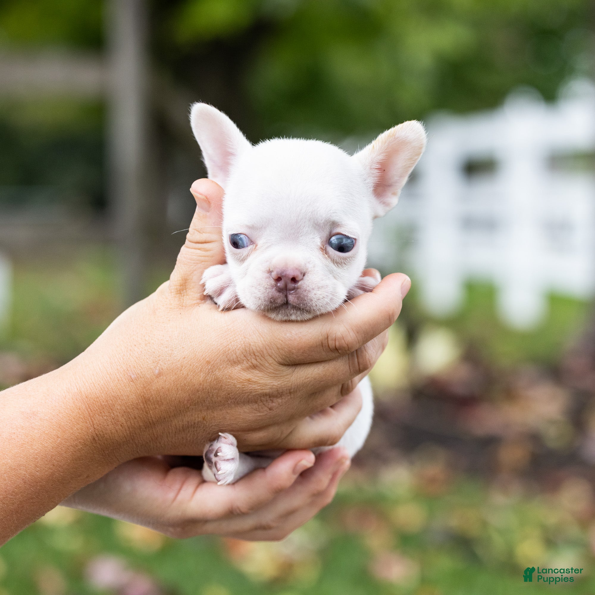 French Bulldog dogs for sale: Otis - Ad 26