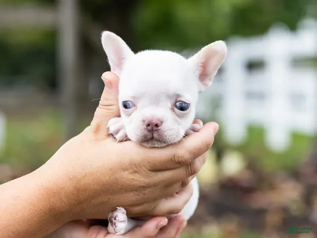 French Bulldog dogs for sale: Otis - Ad 26