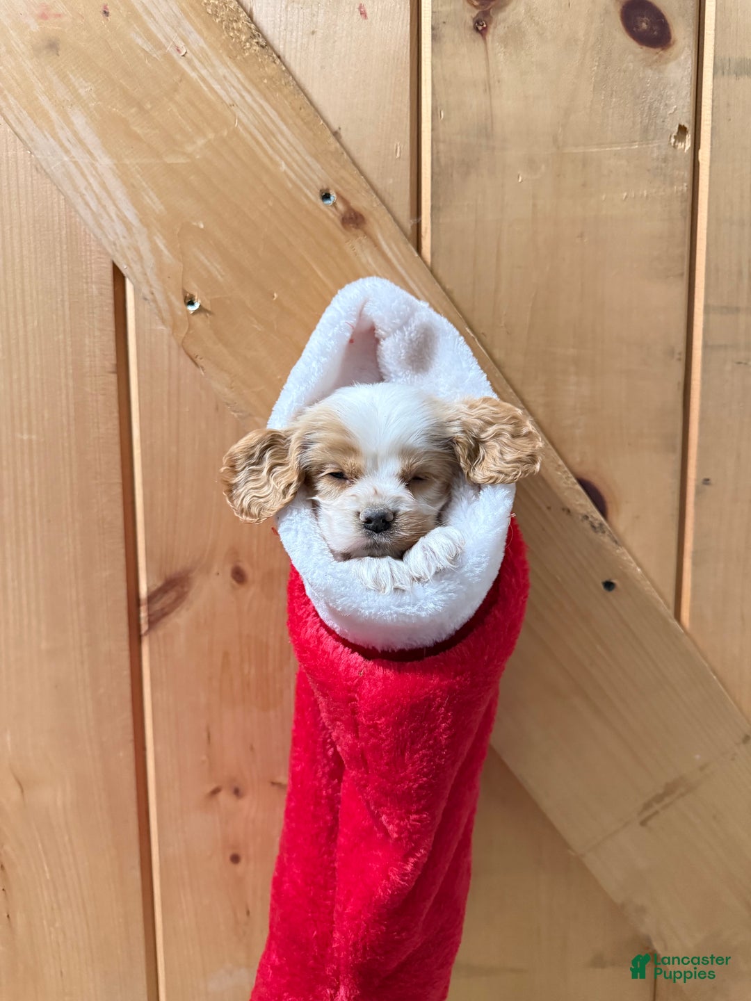 Cocker Spaniel dogs for sale: Dewey - Ad 2