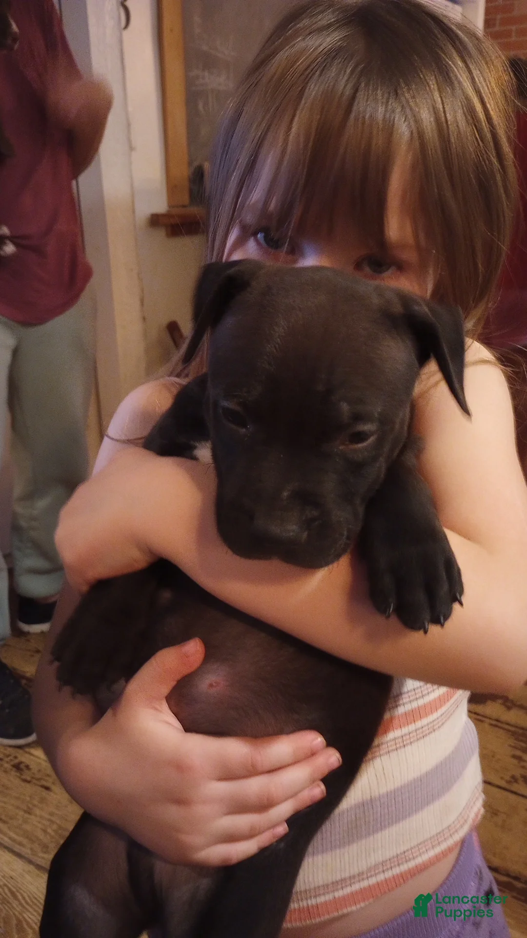 American Bully dogs for sale: Carter Starocci - Ad 2