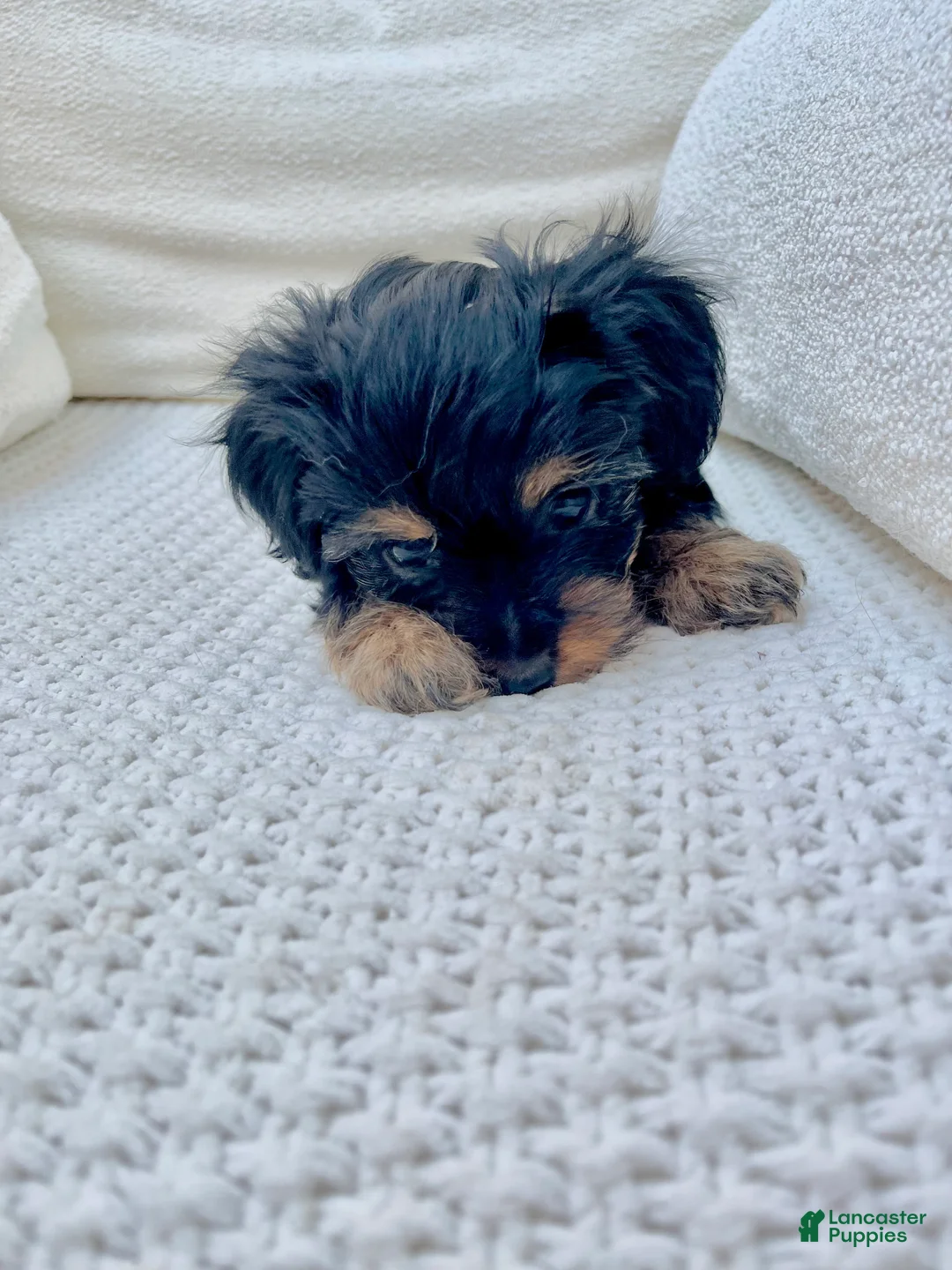 Yorkshire Terrier dogs for sale: Yorkshire Terrier 2 - Ad 2
