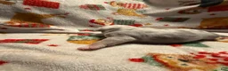 Olde English Bulldogge dogs for sale: Tri Blue Merle  - Ad 12