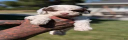 Mixed Breed dogs for sale: EMBER  - Ad 5