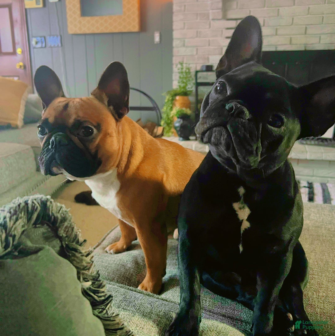 French Bulldog dogs for sale: French Bulldog Puppy 2 - Ad 14