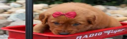 Golden Retriever dogs for sale: Quinny 🐾  - Ad 16