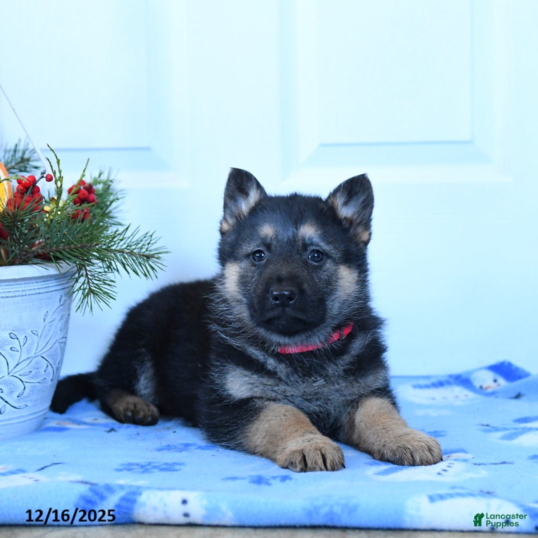 German Shepherd dogs for sale: Gloria - Ad 3