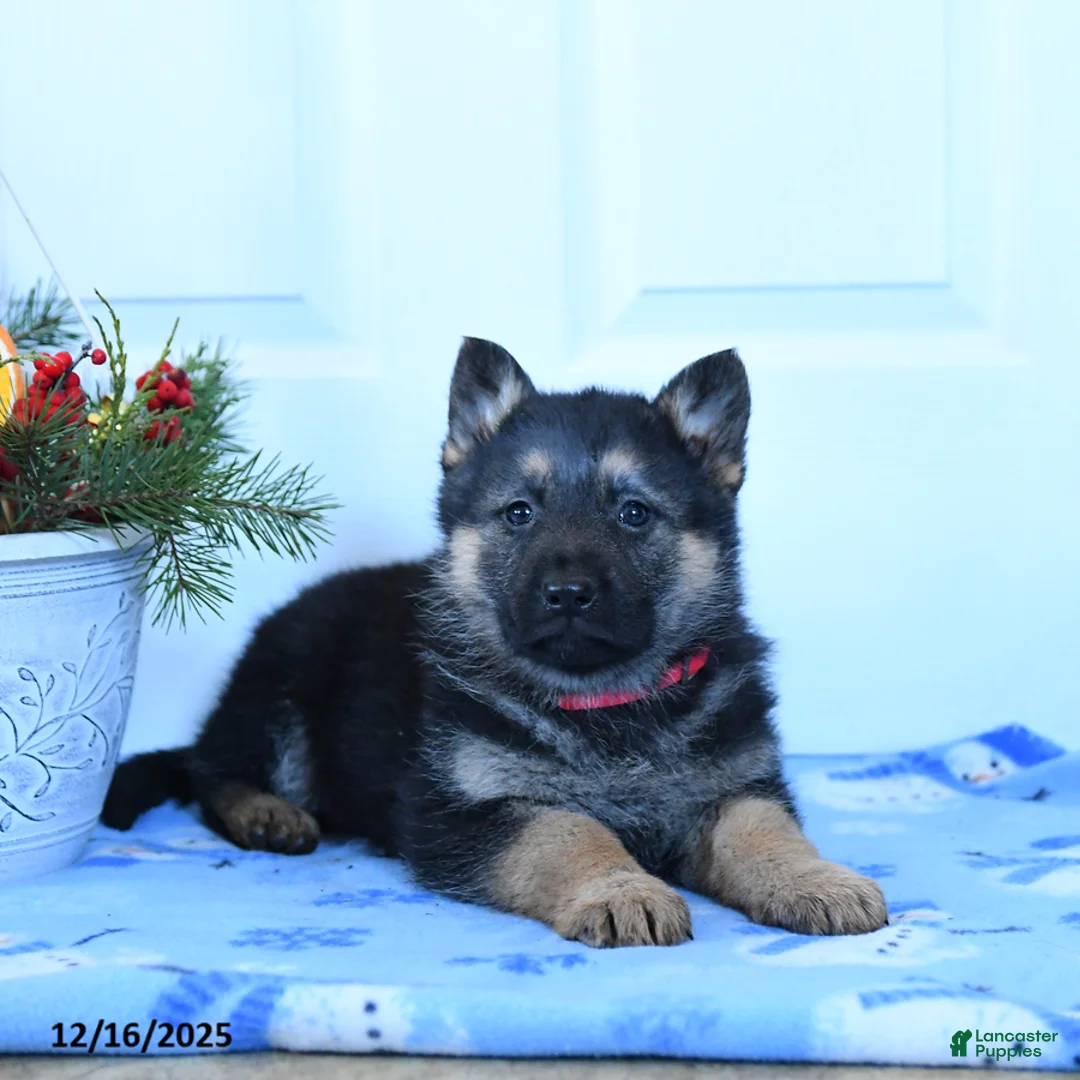 German Shepherd dogs for sale: Gloria - Ad 3