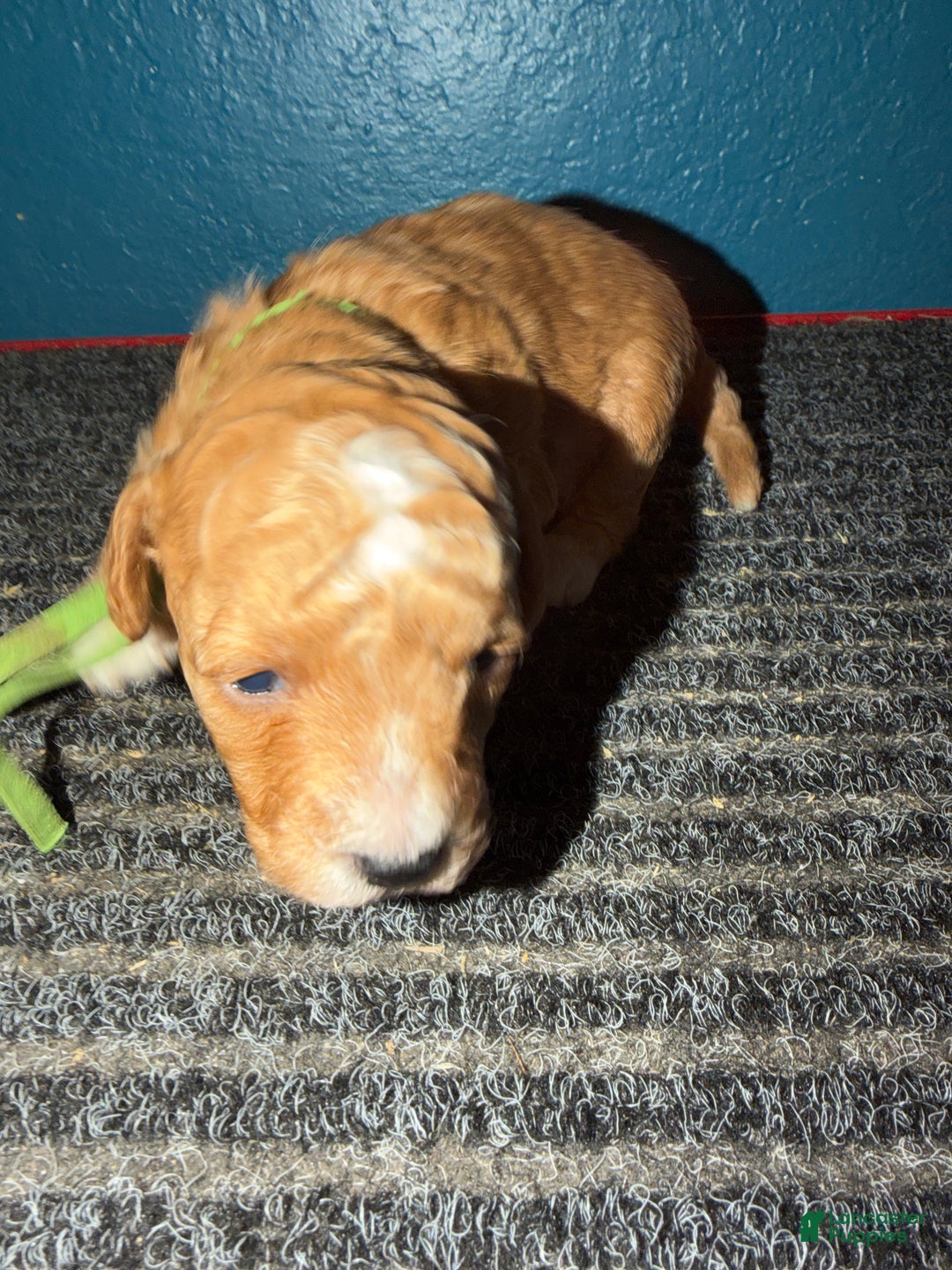 Miniature Poodle dogs for sale: AKC Miniature Poodle Puppy Dark Green - Ad 6