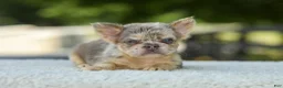 French Bulldog dogs for sale: Lacy - Ad 11