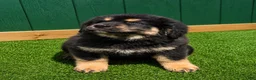 Tibetan Mastiff dogs for sale: Tibetan Mastiff 2 - Ad 1