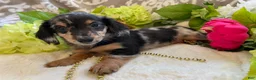Miniature Dachshund dogs for sale: Lilly - Ad 17