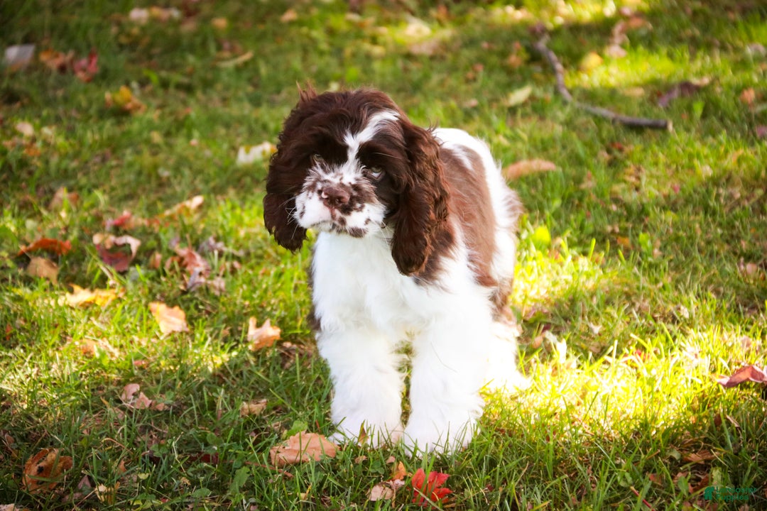 Cocker Spaniel dogs for sale: Pippin - Ad 7