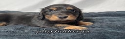 Miniature Dachshund dogs for sale: Long Haired Black & Tan Male Dachshund  - Ad 1