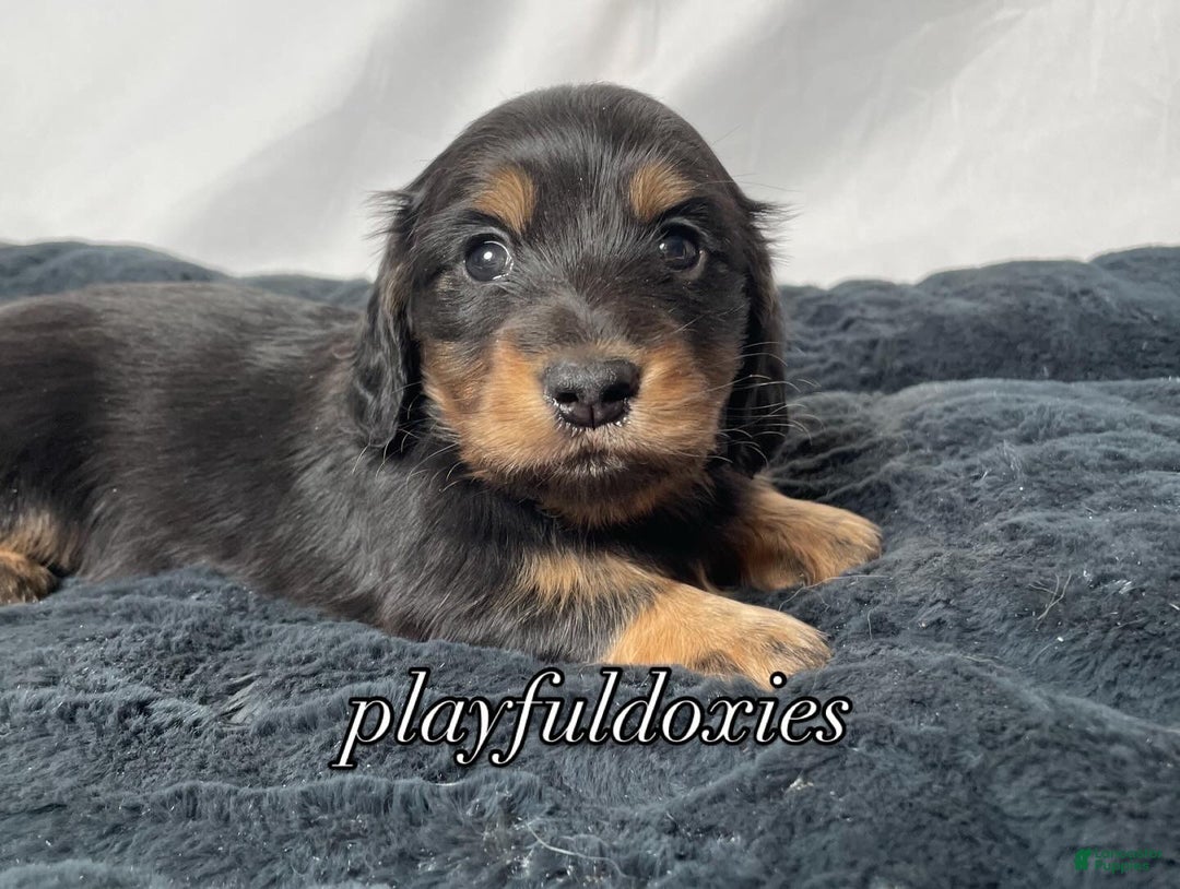 Miniature Dachshund dogs for sale: Long Haired Black & Tan Male Dachshund  - Ad 1
