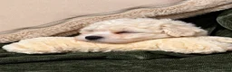 Bichon Frise dogs for sale: Betty White  - Ad 1