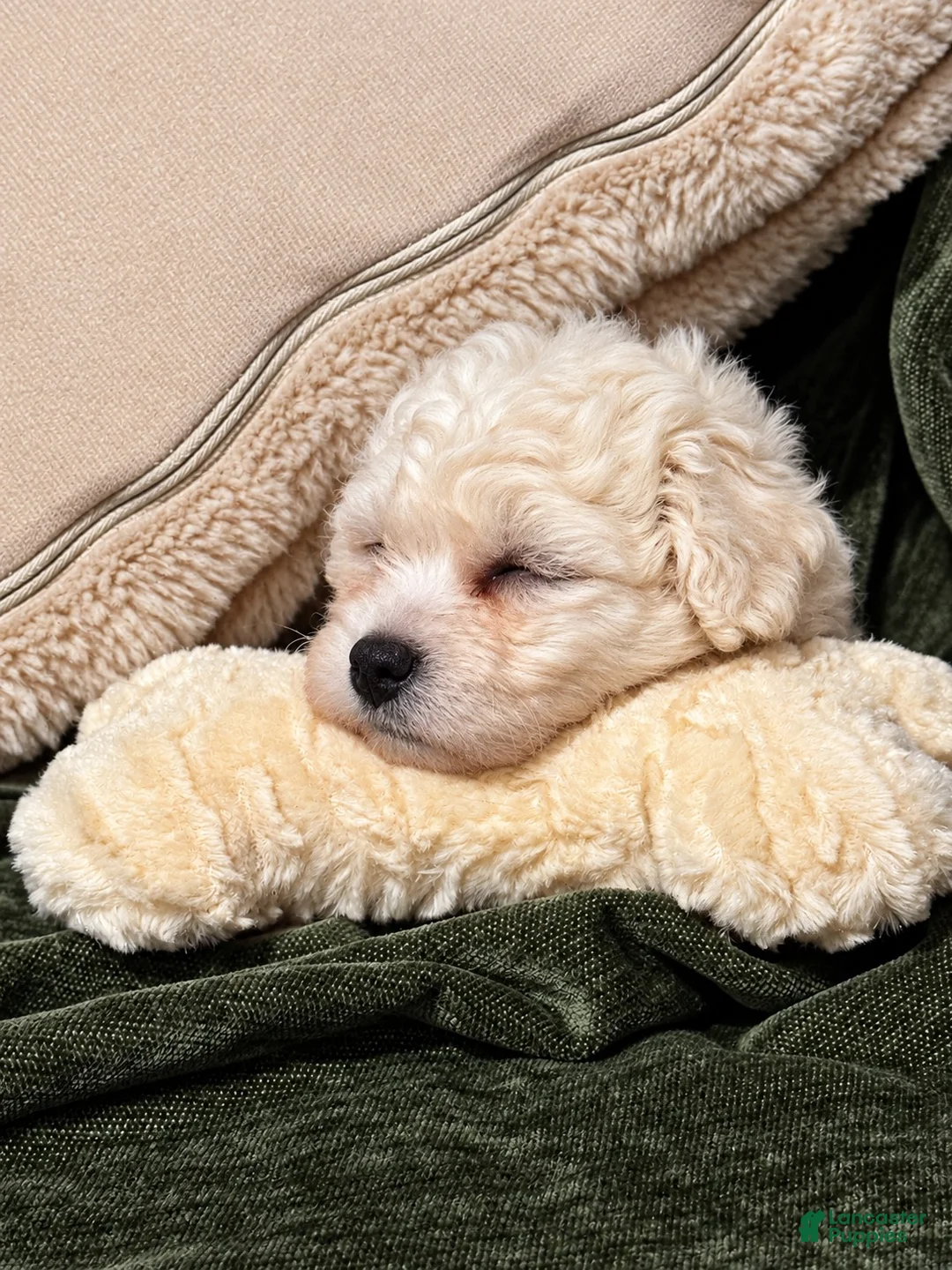 Bichon Frise dogs for sale: Betty White  - Ad 1