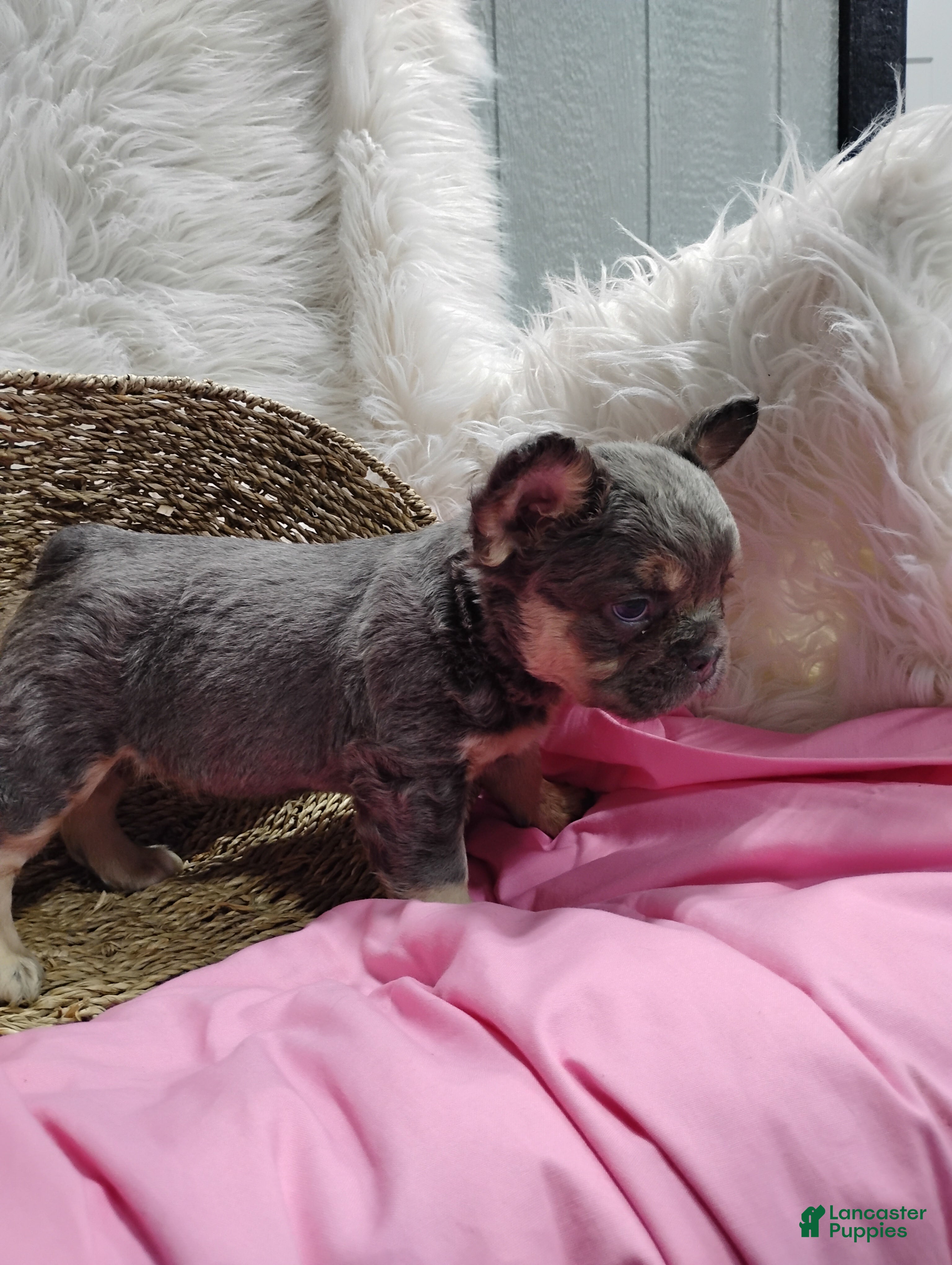 French Bulldog dogs Emma - Ad 1