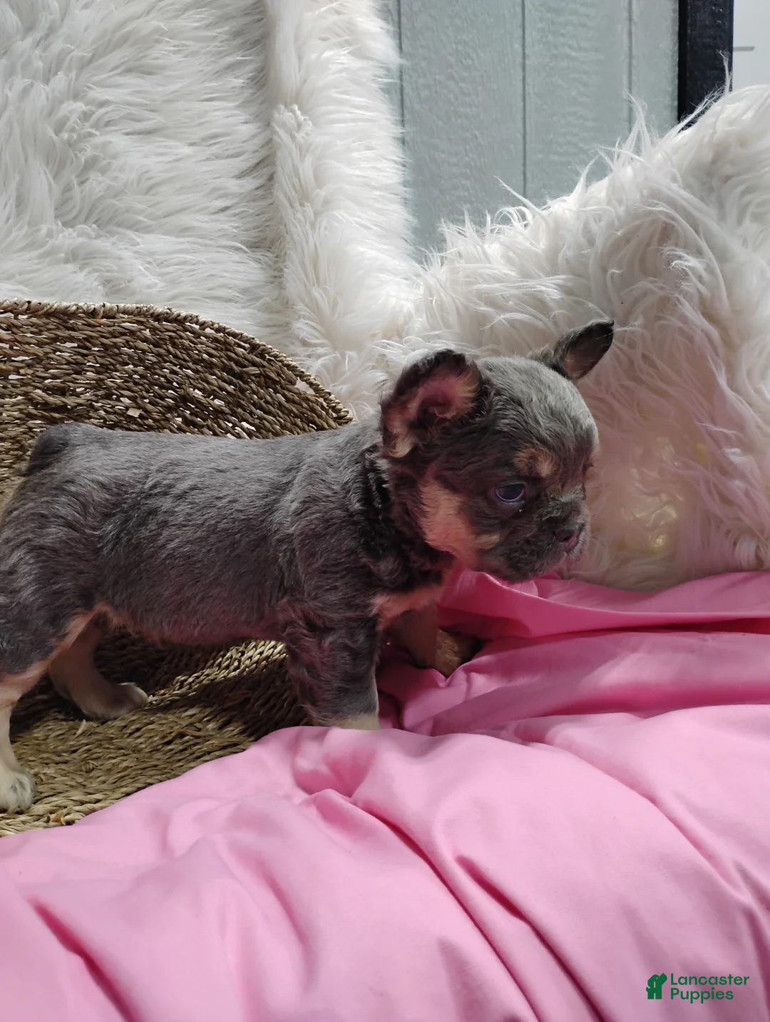 French Bulldog dogs for sale: Emma - Ad 1