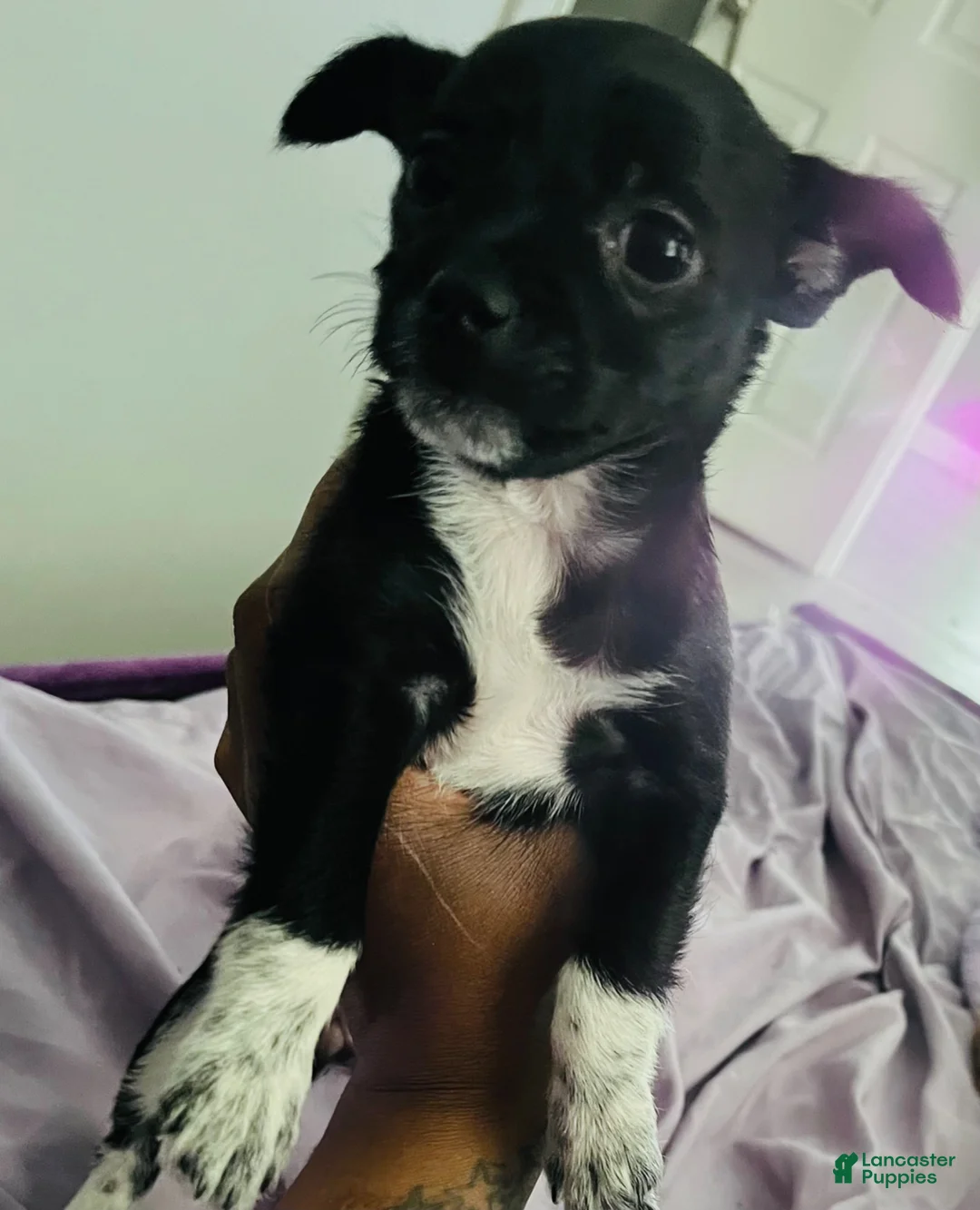 Mixed Breed dogs for sale: Mixed Breed 2 - Ad 2