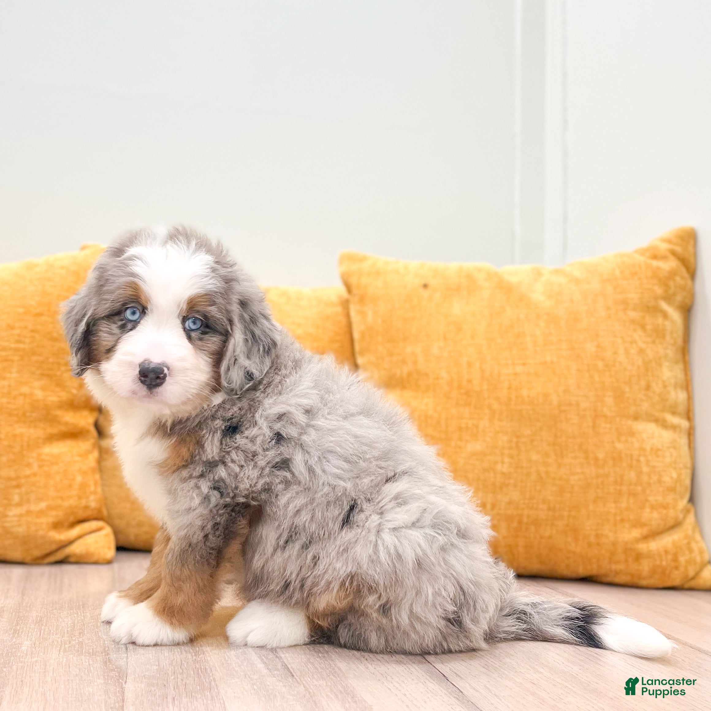 Mini Bernedoodle dogs Hunter - Blue Eyes - Ad 2