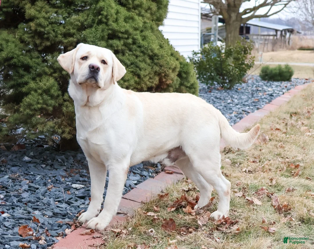 Labrador Retriever dogs for sale: Tinkerbell - Ad 6