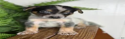 Australian Cattle Dog dogs for sale: Sweet pea - Ad 3