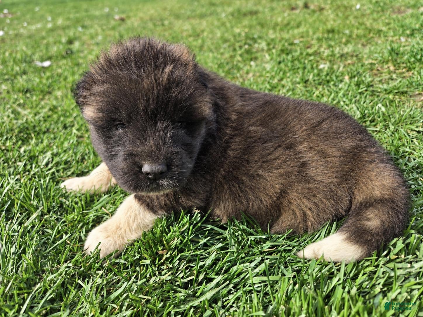 Akita dogs Henry - Ad 2