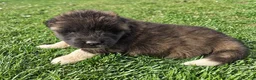 Akita dogs for sale: Henry - Ad 2