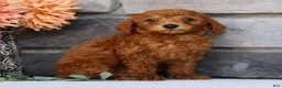 Miniature Poodle dogs for sale: Nash - Ad 8