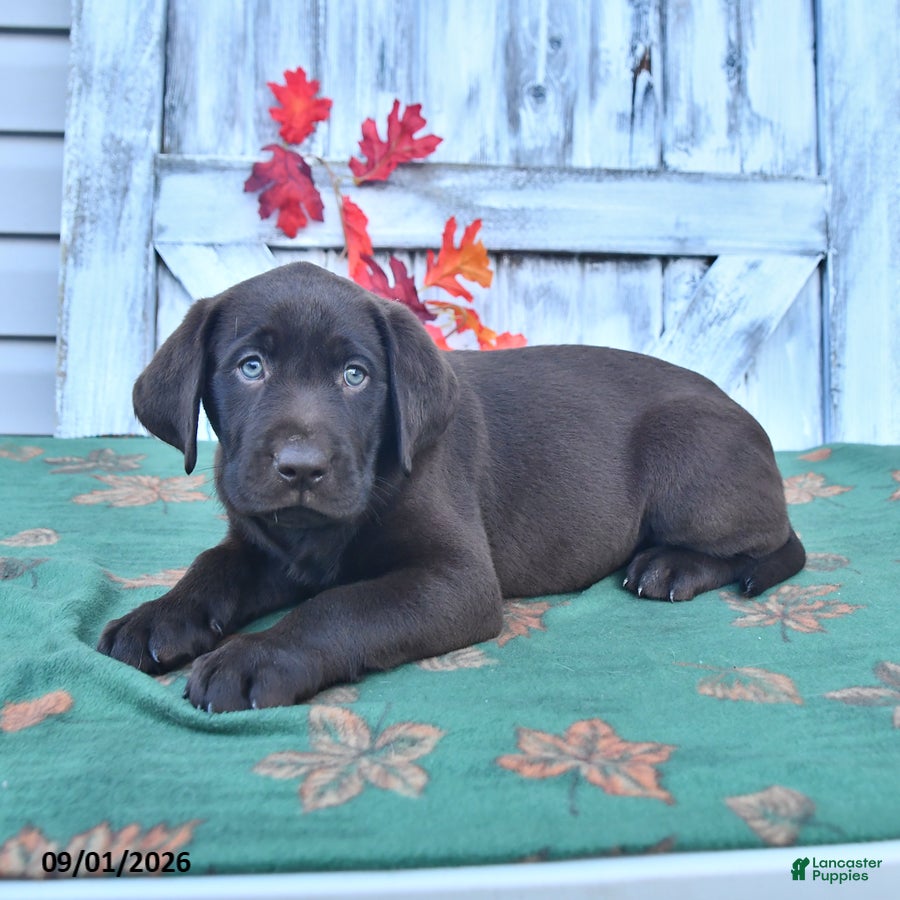 Labrador Retriever dogs Bobby - Ad 2