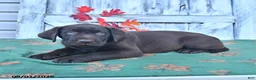 Labrador Retriever dogs for sale: Bobby - Ad 2