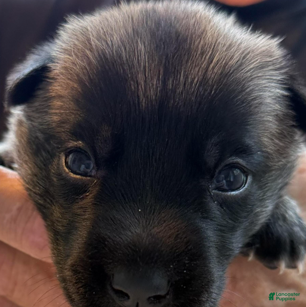 Belgian Malinois dogs for sale: Belgian Malinois Girl 1 - Ad 4