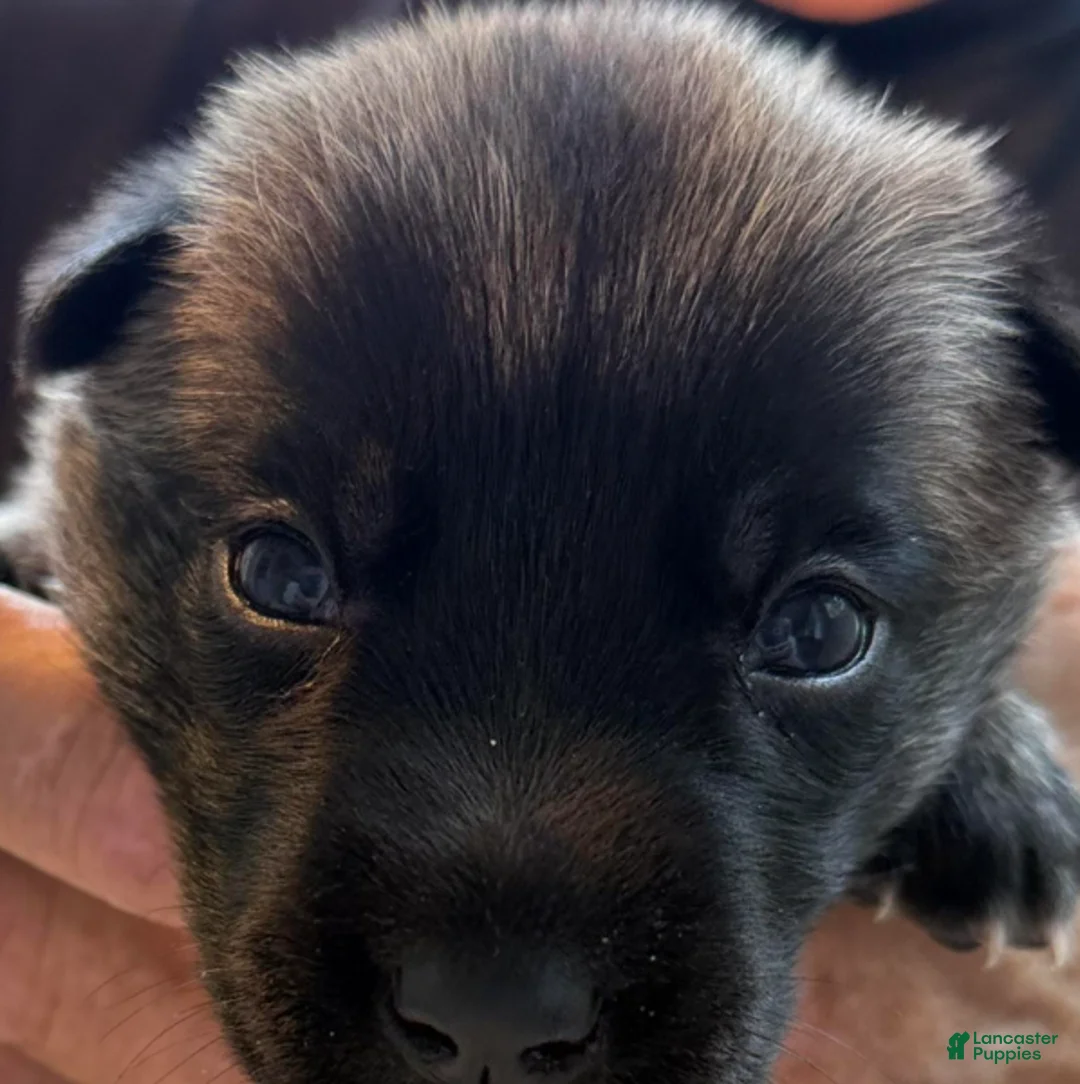 Belgian Malinois dogs for sale: Belgian Malinois Girl 1 - Ad 1