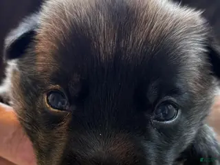 Belgian Malinois dogs for sale: Belgian Malinois Girl 1 - Ad 4