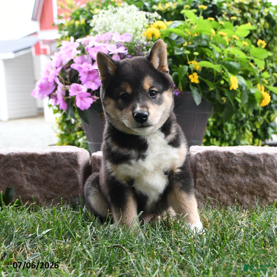 Shiba Inu Puppies for sale in Pennsylvania | Lancaster Puppies
