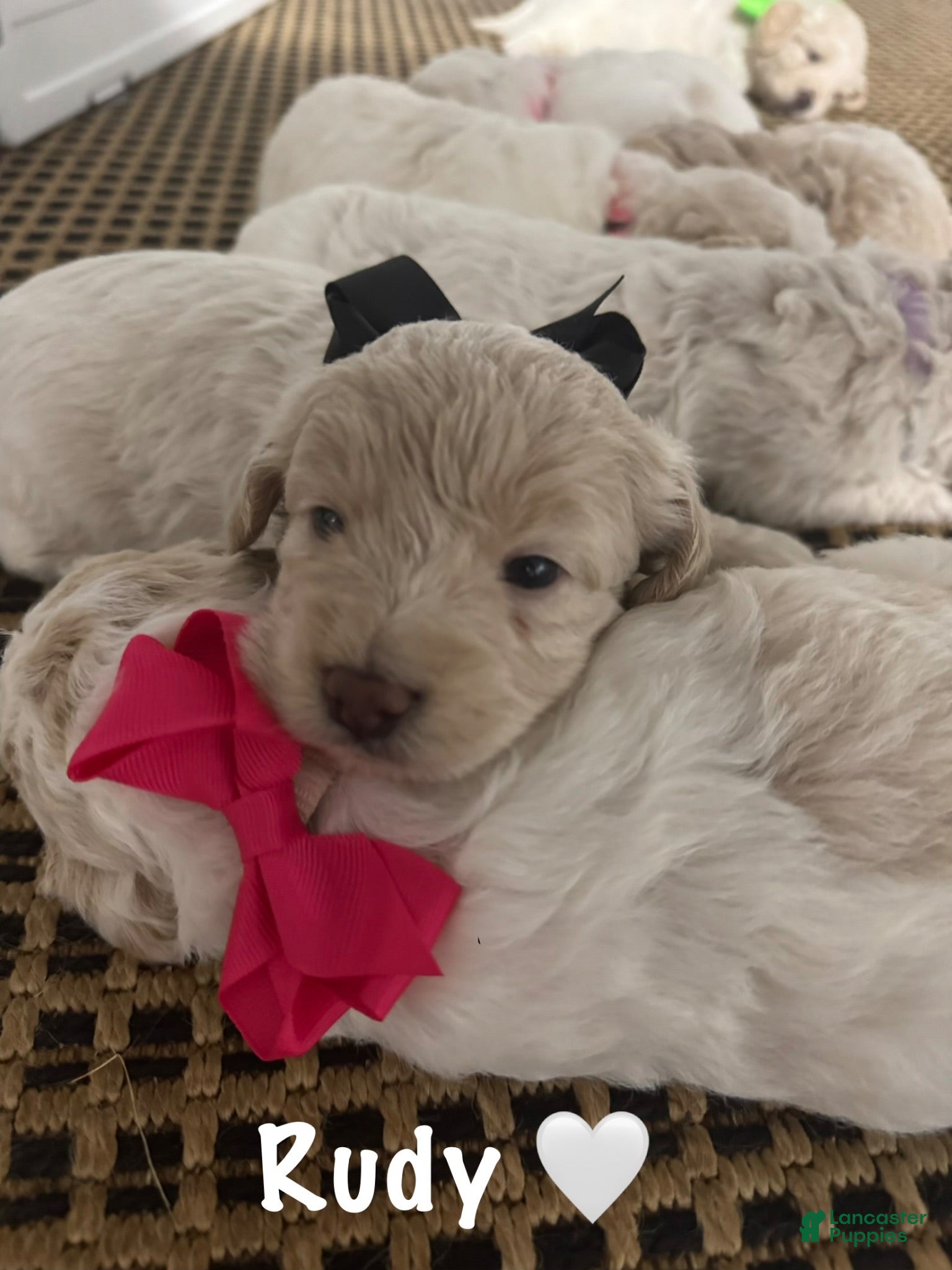 Mini Goldendoodle dogs Mini Goldendoodle 3 - Ad 5
